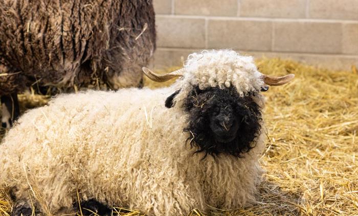 Sheep
